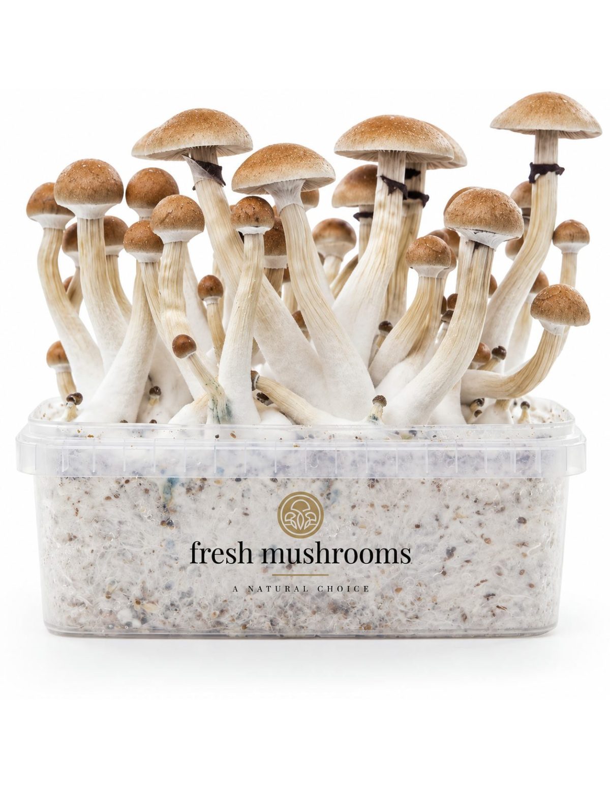 Fresh Mushrooms Grow Kit Thai, 1200 ml – kit with mushrooms, front view