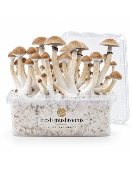 Fresh Mushrooms Grow Kit Thai, 1200 ml – kit with mushrooms and the removed lid