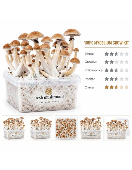 Fresh Mushrooms Grow Kit Thai, 1200 ml – main view and five smaller views of the kit