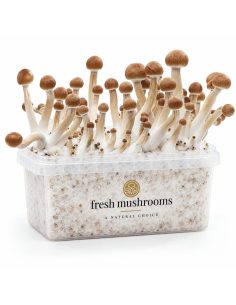 Kit de culture Fresh Mushrooms Mazatapec, 1200 ml