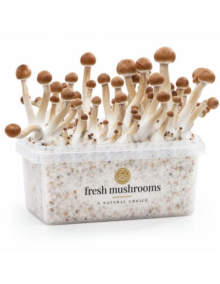 Fresh Mushrooms Grow Kit Mazatapec, 1200 ml – kit with mushrooms, front view