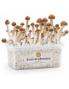 Fresh Mushrooms Grow Kit Mazatapec, 1200 ml – kit with mushrooms, front view