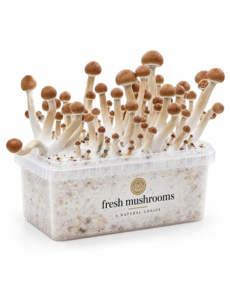 Fresh Mushrooms Grow Kit Mazatapec, 1200 ml – kit with mushrooms, angled view