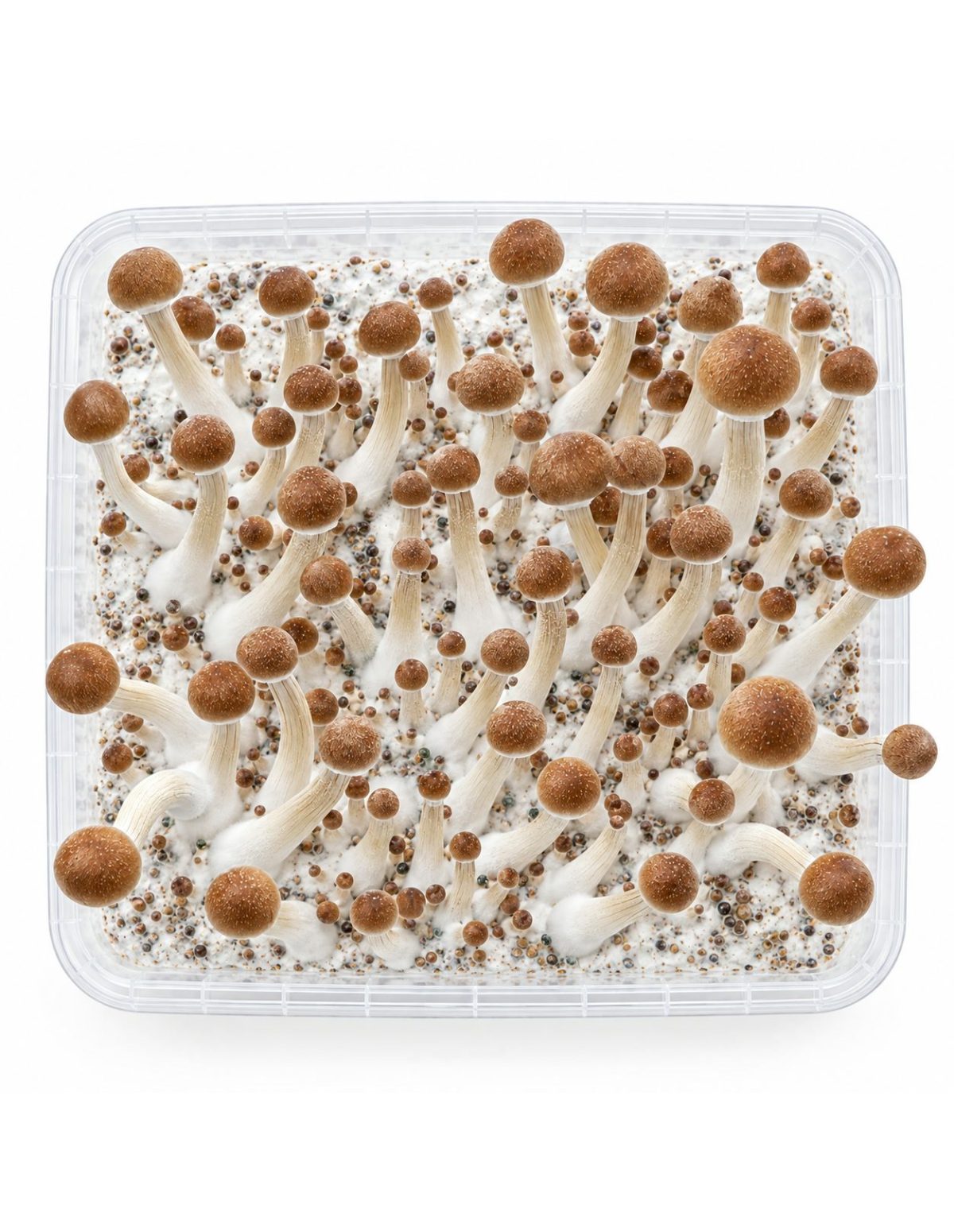 Fresh Mushrooms Grow Kit Mazatapec, 1200 ml – kit seen from above