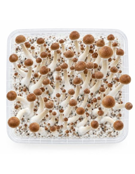 Fresh Mushrooms Grow Kit Mazatapec, 1200 ml – kit seen from above