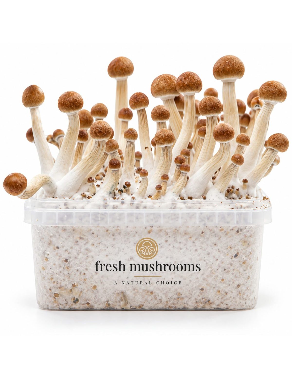 Fresh Mushrooms Grow Kit Mazatapec, 1200 ml – kit with mushrooms, straight-on view