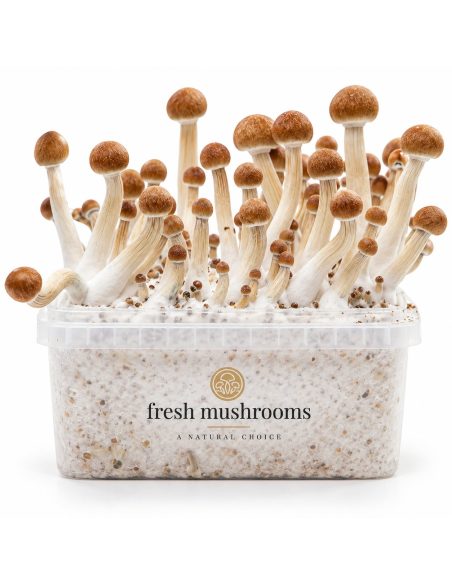 Fresh Mushrooms Grow Kit Mazatapec, 1200 ml – kit with mushrooms, straight-on view