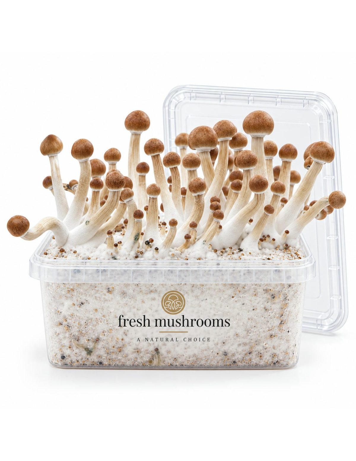 Fresh Mushrooms Grow Kit Mazatapec, 1200 ml – open kit with its clear lid