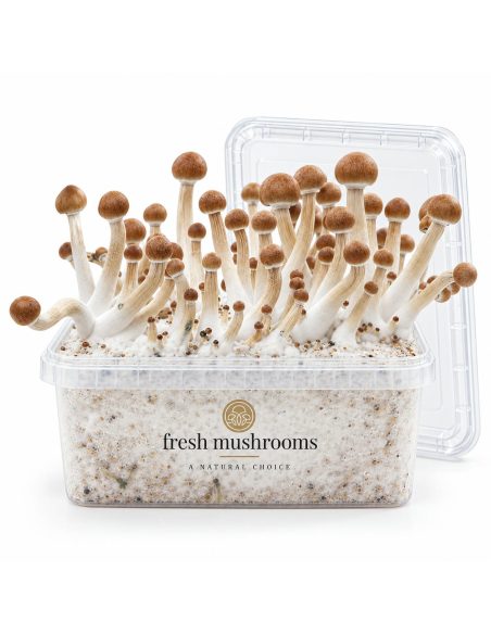 Fresh Mushrooms Grow Kit Mazatapec, 1200 ml – open kit with its clear lid