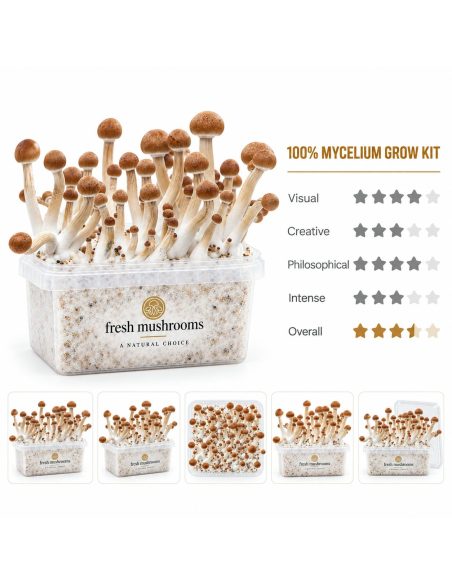 Fresh Mushrooms Grow Kit Mazatapec, 1200 ml – kit with five smaller views