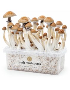 Fresh Mushrooms Grow Kit Cambodian, 1200 ml