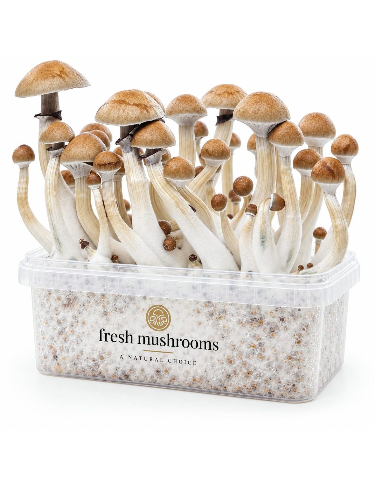 Fresh Mushrooms Grow Kit Cambodian, 1200 ml – kit with mushrooms, front view