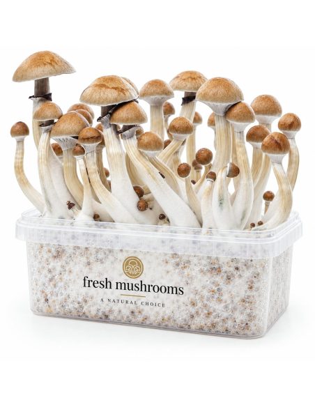 Fresh Mushrooms Grow Kit Cambodian, 1200 ml – kit with mushrooms, front view