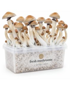 Fresh Mushrooms Grow Kit Cambodian, 1200 ml 2