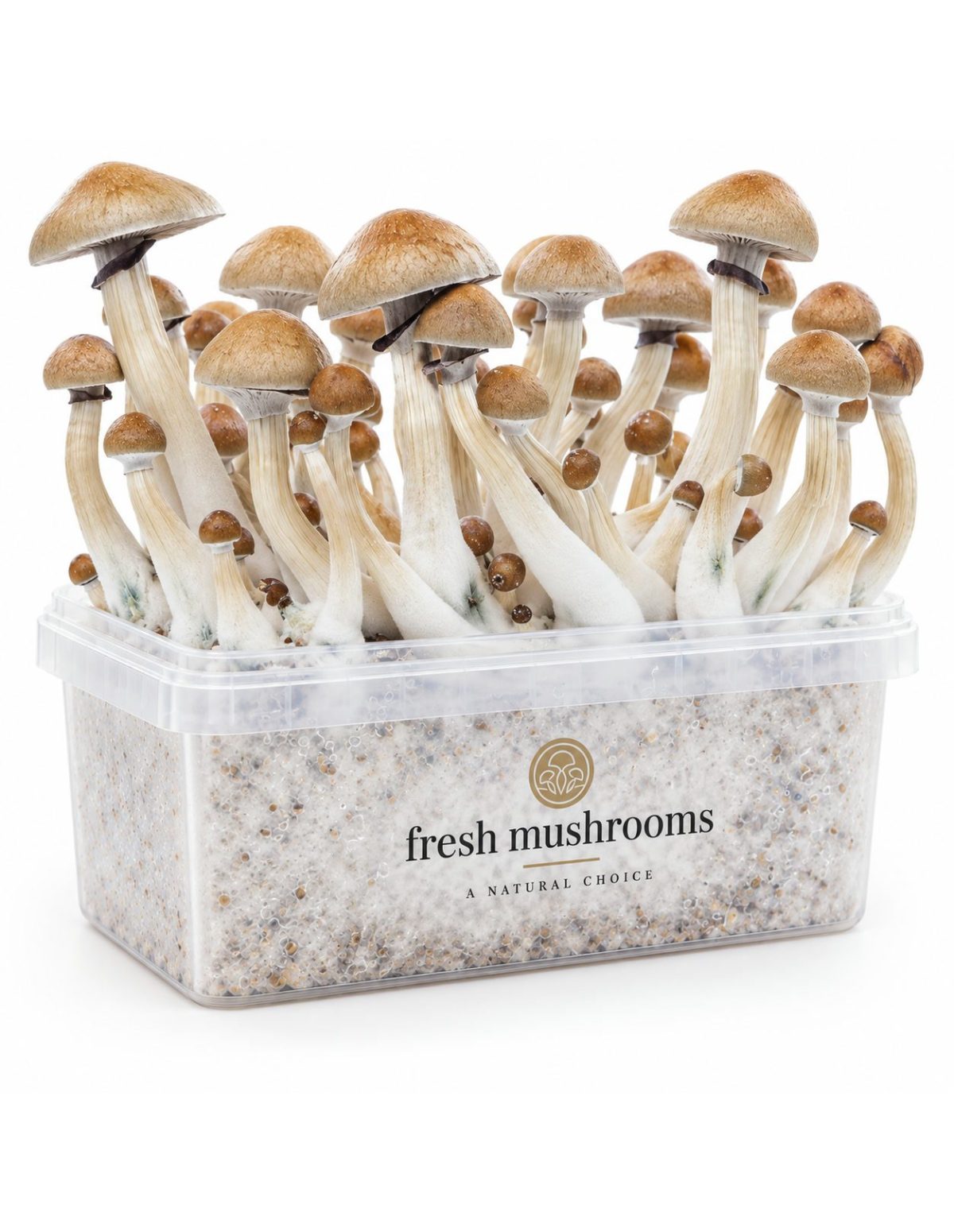 Fresh Mushrooms Grow Kit Cambodian, 1200 ml – kit with mushrooms, second front view