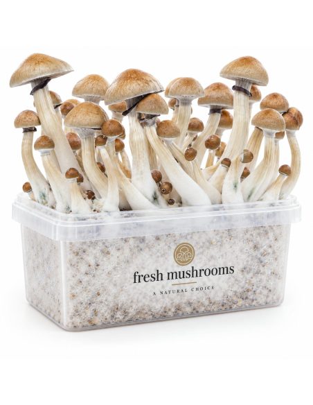 Fresh Mushrooms Grow Kit Cambodian, 1200 ml – kit with mushrooms, second front view