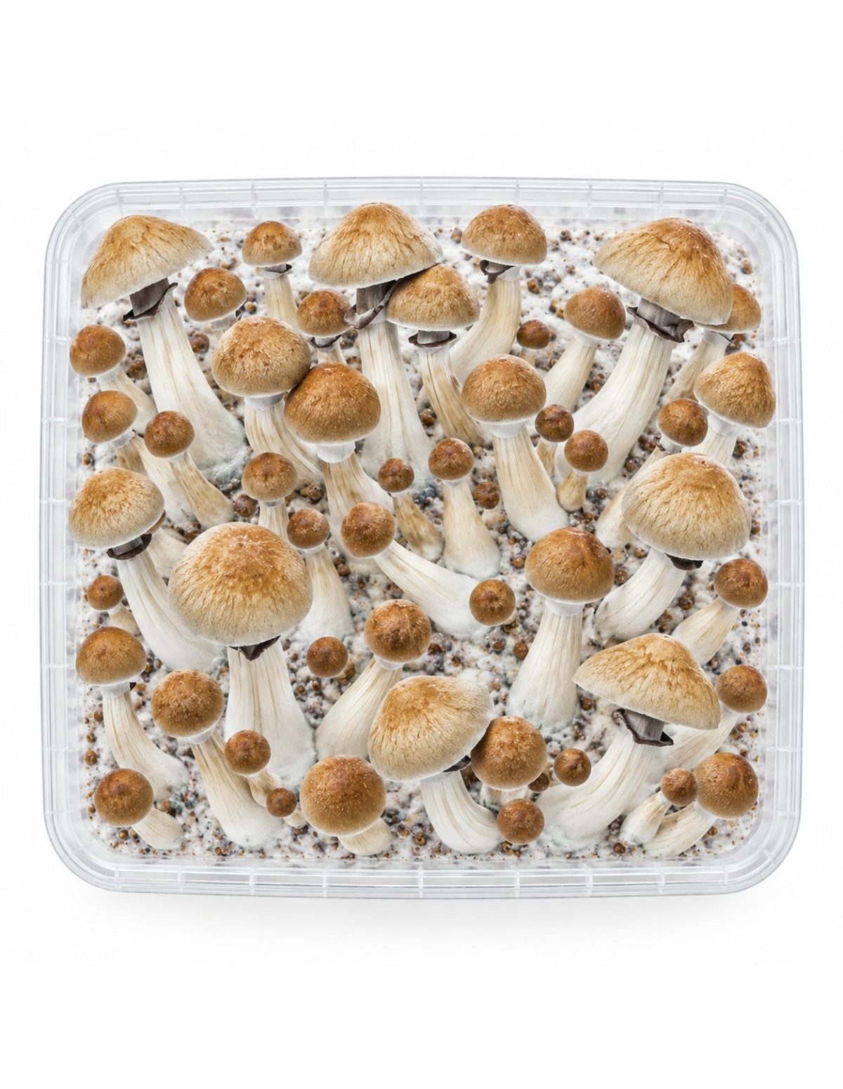 Fresh Mushrooms Grow Kit Cambodian, 1200 ml – kit seen from above
