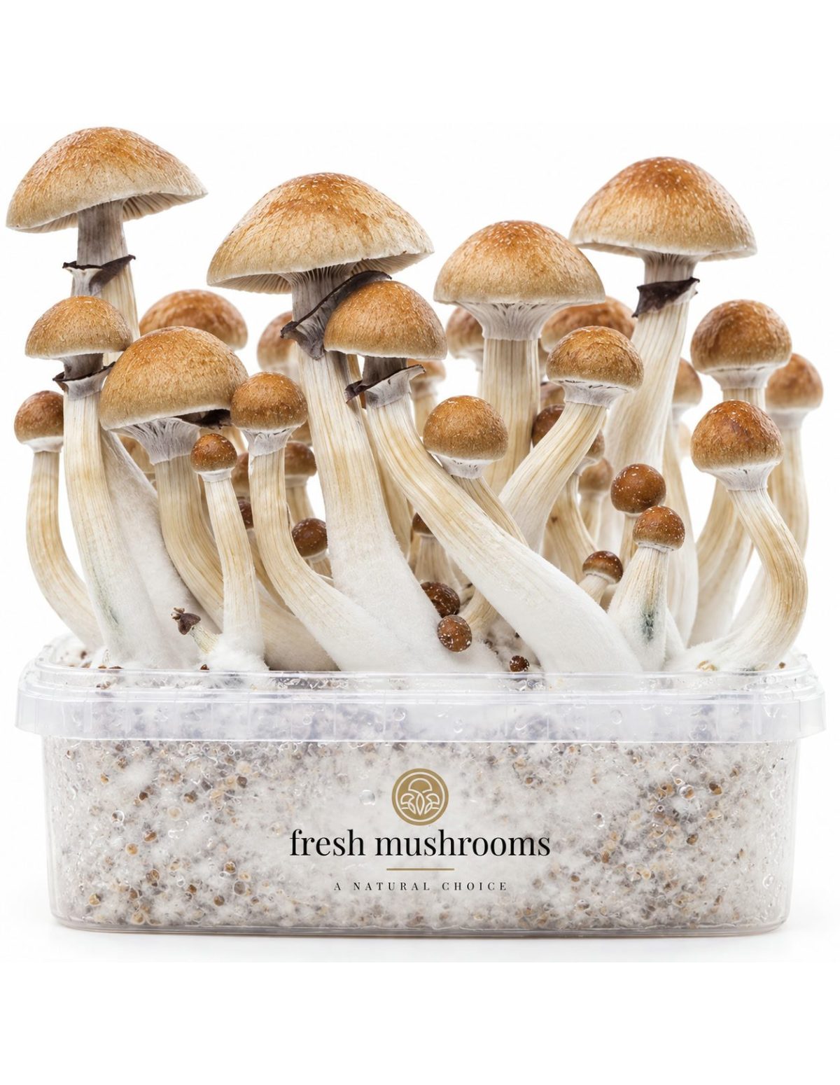Fresh Mushrooms Grow Kit Cambodian, 1200 ml – close view of caps and stems