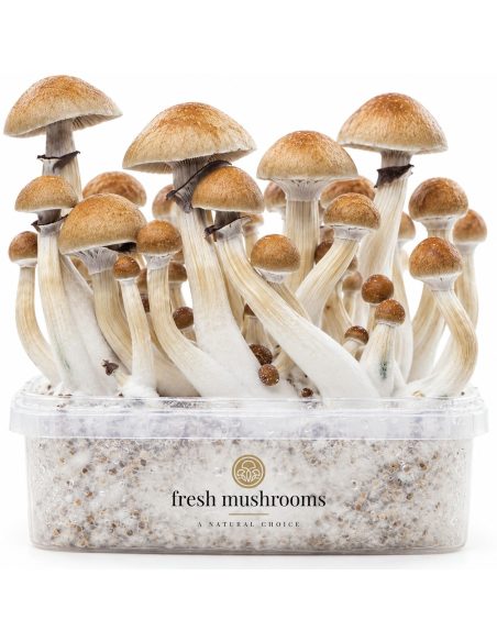 Fresh Mushrooms Grow Kit Cambodian, 1200 ml – close view of caps and stems
