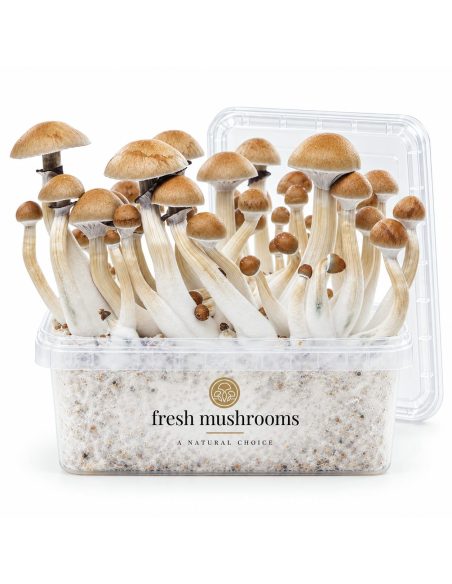 Fresh Mushrooms Grow Kit Cambodian, 1200 ml – kit with mushrooms and the clear lid