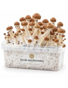Fresh Mushrooms Grow Kit Colombian, 1200 ml