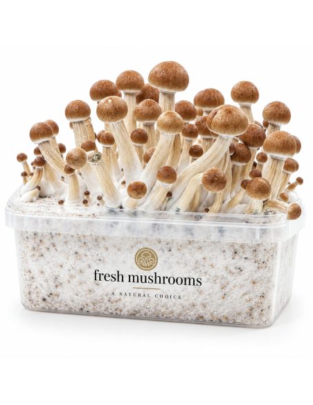 Fresh Mushrooms Grow Kit Colombian, 1200 ml – kit with mushrooms, front view