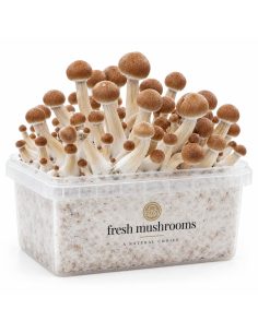 Fresh Mushrooms Grow Kit Colombian, 1200 ml 2
