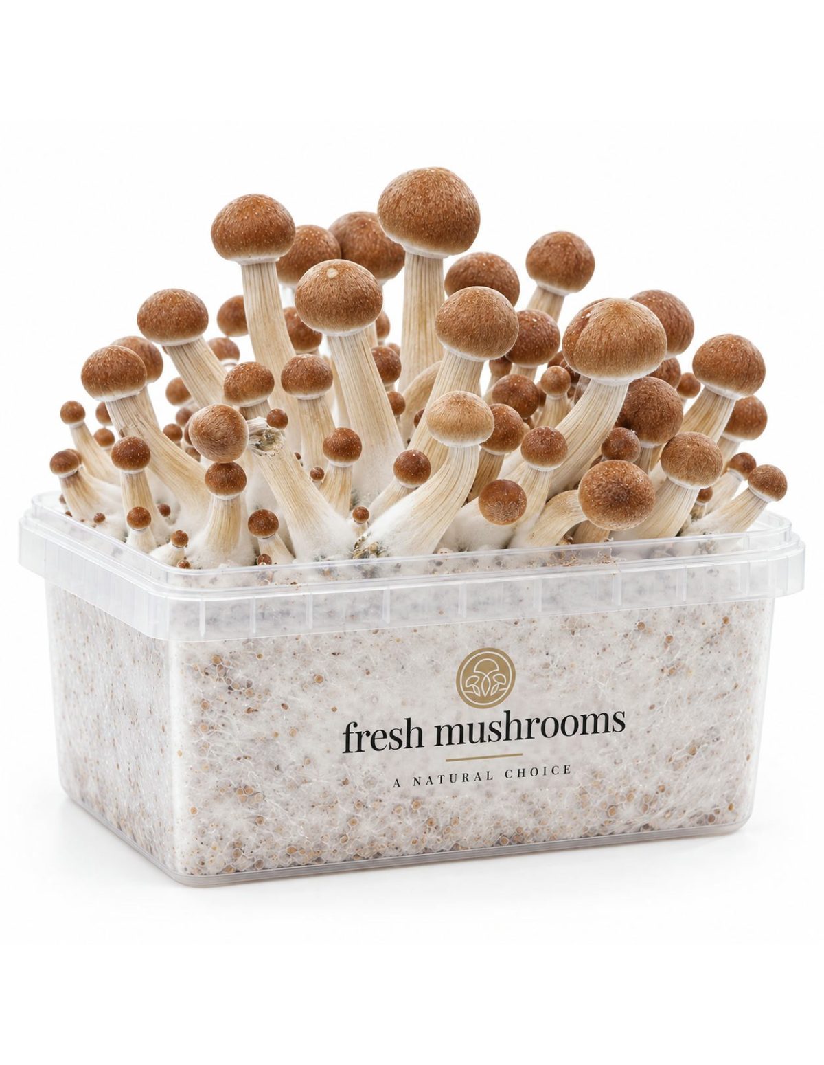 Fresh Mushrooms Grow Kit Colombian, 1200 ml – kit with mushrooms, angled view