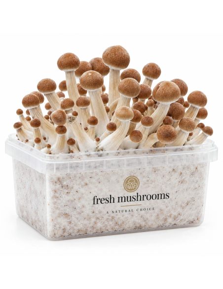 Fresh Mushrooms Grow Kit Colombian, 1200 ml – kit with mushrooms, angled view
