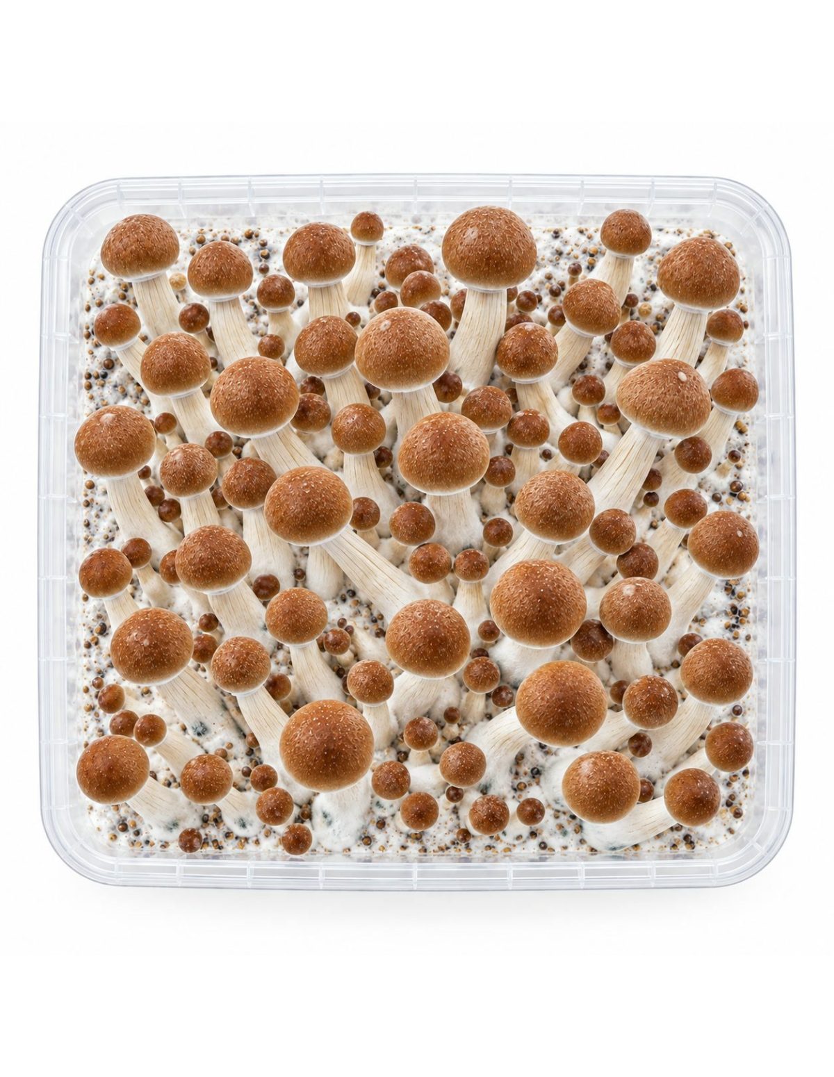 Fresh Mushrooms Grow Kit Colombian, 1200 ml – kit seen from above