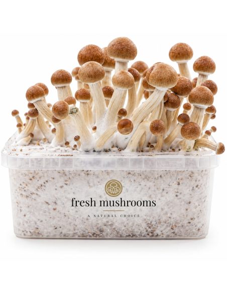 Fresh Mushrooms Grow Kit Colombian, 1200 ml – kit with mushrooms, straight-on view