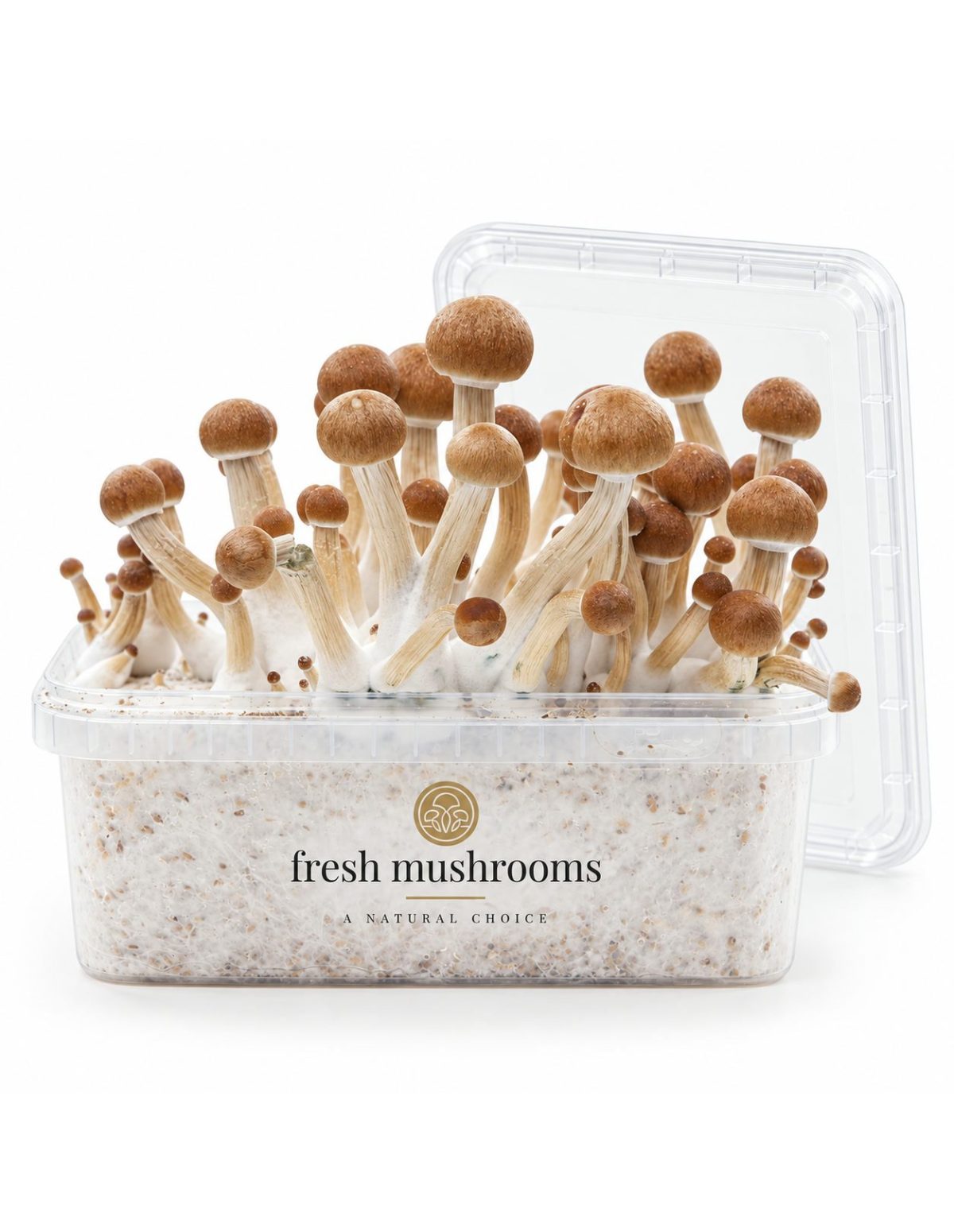 Fresh Mushrooms Grow Kit Colombian, 1200 ml – open kit with its clear lid