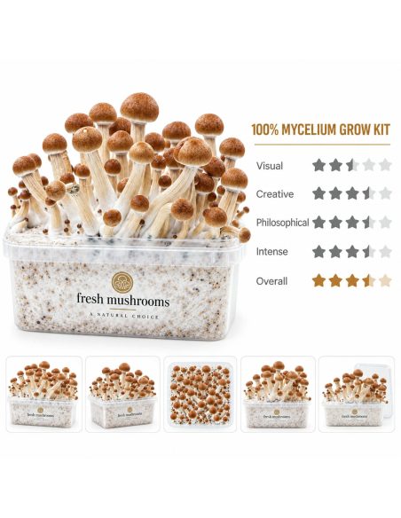Fresh Mushrooms Grow Kit Colombian, 1200 ml – kit with five smaller views