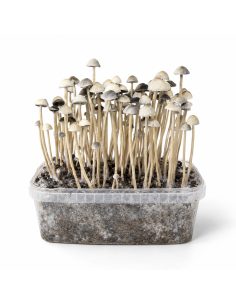 Panaeolus cyanescens Grow Kit Hawaii Copelandia – Mycotek 2