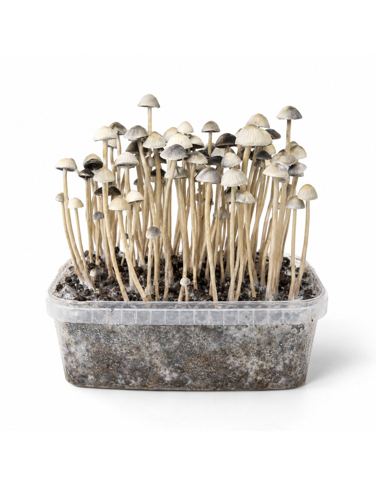 Panaeolus cyanescens Grow Kit Hawaii Copelandia – Mycotek – kit with mushrooms, front view