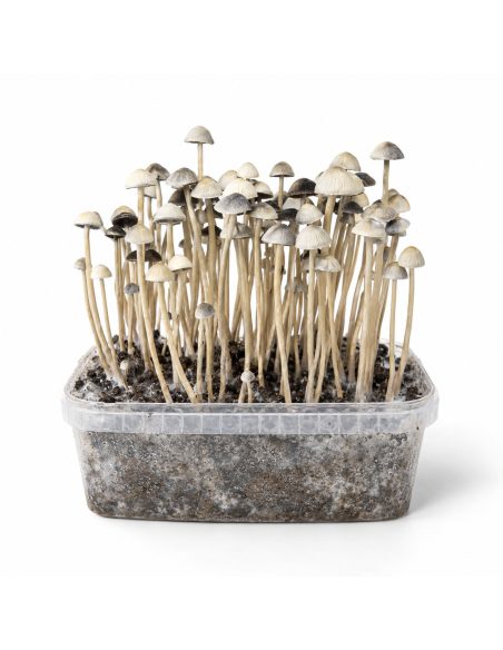 Panaeolus cyanescens Grow Kit Hawaii Copelandia – Mycotek – kit with mushrooms, front view