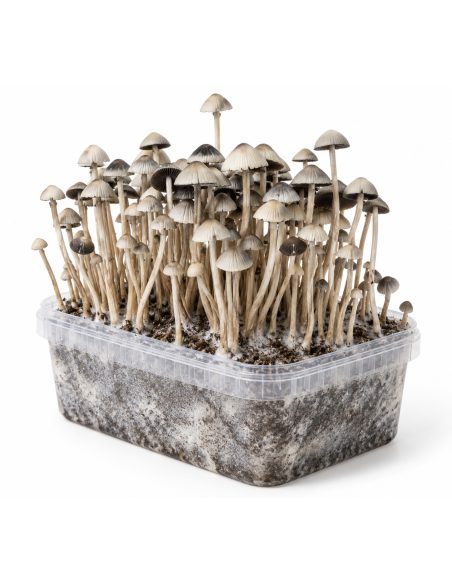 Panaeolus cyanescens Grow Kit Hawaii Copelandia – Mycotek – kit with mushrooms, angled view