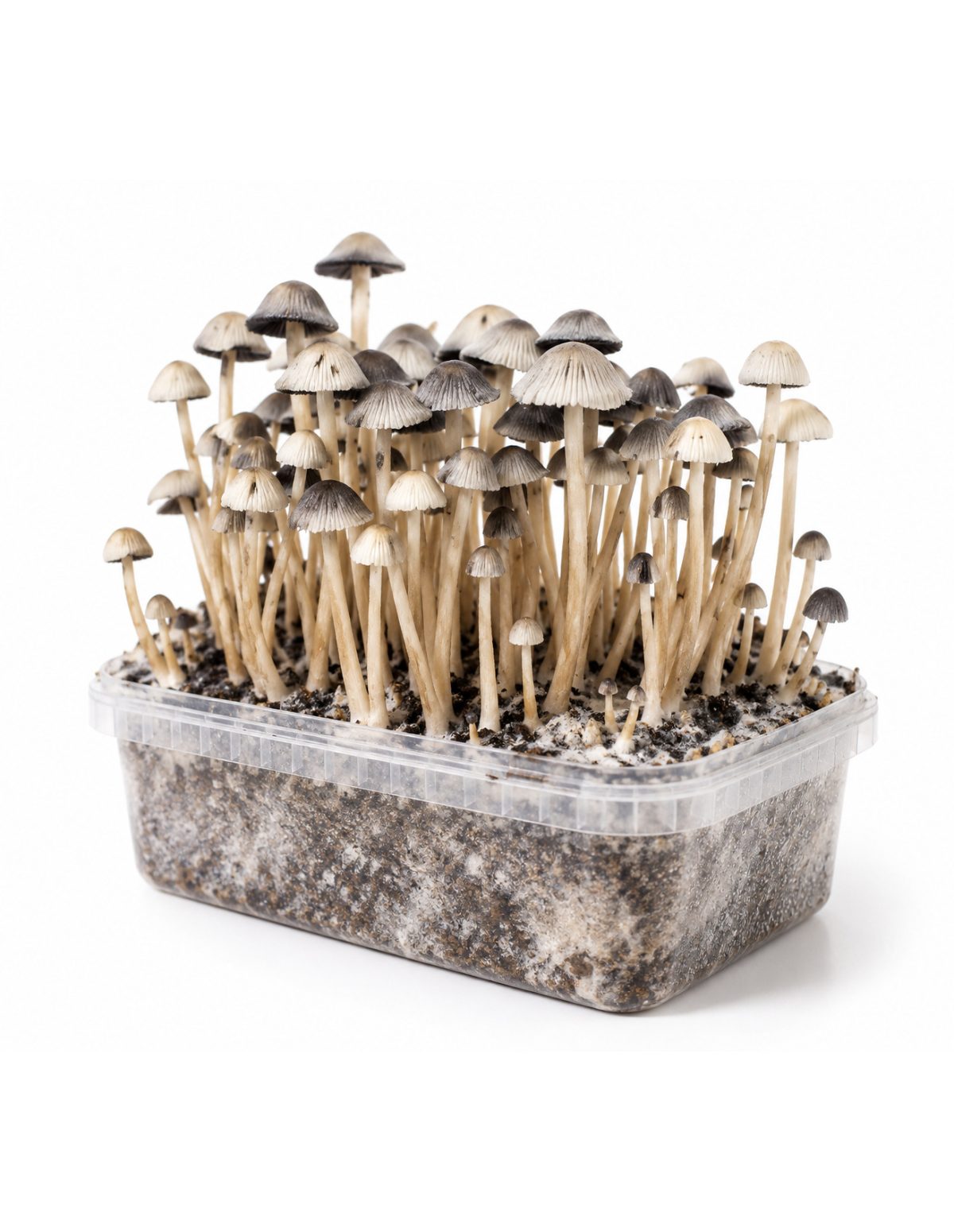 Panaeolus cyanescens Grow Kit Hawaii Copelandia – Mycotek – caps and stems, angled view