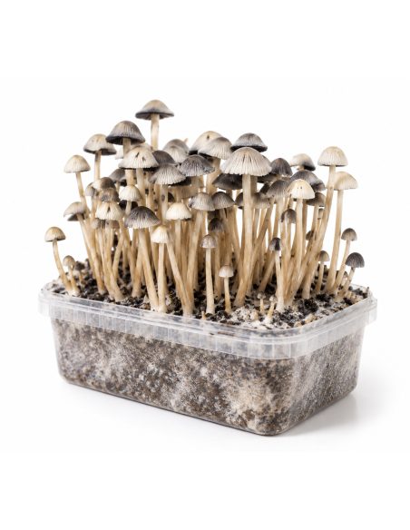 Panaeolus cyanescens Grow Kit Hawaii Copelandia – Mycotek – caps and stems, angled view