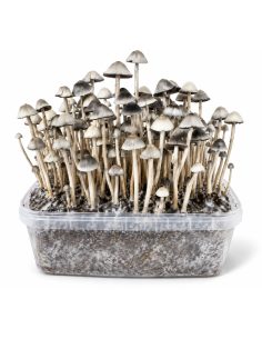 Kit de culture Panaeolus cyanescens Hawaii Copelandia –...