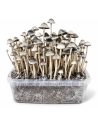 Panaeolus cyanescens Grow Kit Hawaii Copelandia – Mycotek – kit with mushrooms, straight-on view