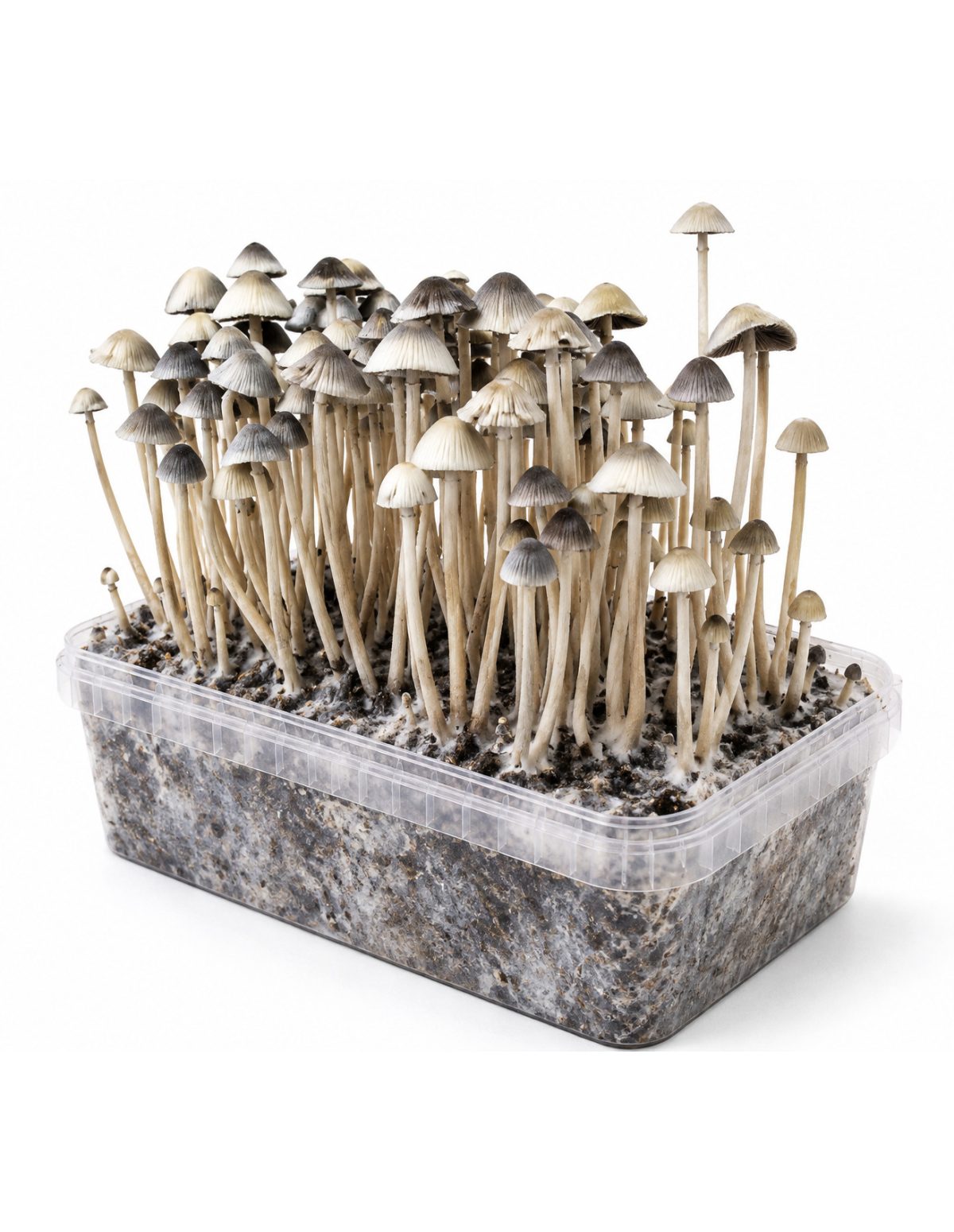 Panaeolus cyanescens Grow Kit Hawaii Copelandia – Mycotek – kit with mushrooms, view from the left