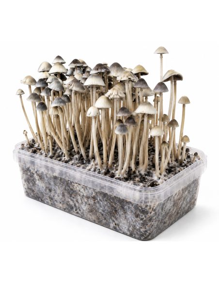 Panaeolus cyanescens Grow Kit Hawaii Copelandia – Mycotek – kit with mushrooms, view from the left