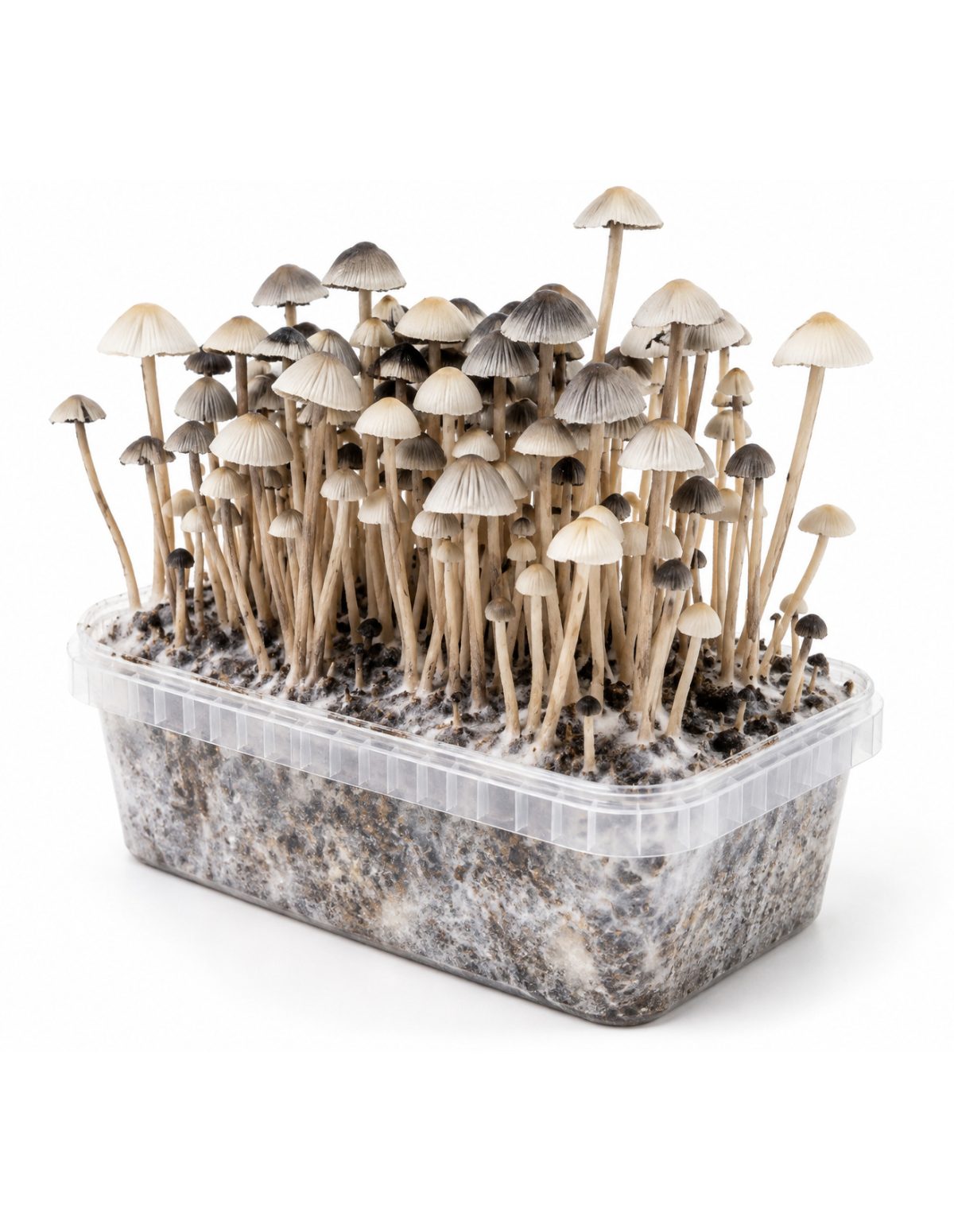 Panaeolus cyanescens Grow Kit Hawaii Copelandia – Mycotek – mushrooms above the substrate, angled view