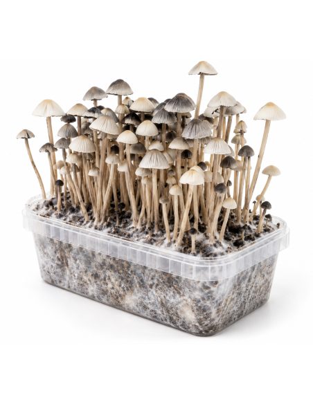 Panaeolus cyanescens Grow Kit Hawaii Copelandia – Mycotek – mushrooms above the substrate, angled view