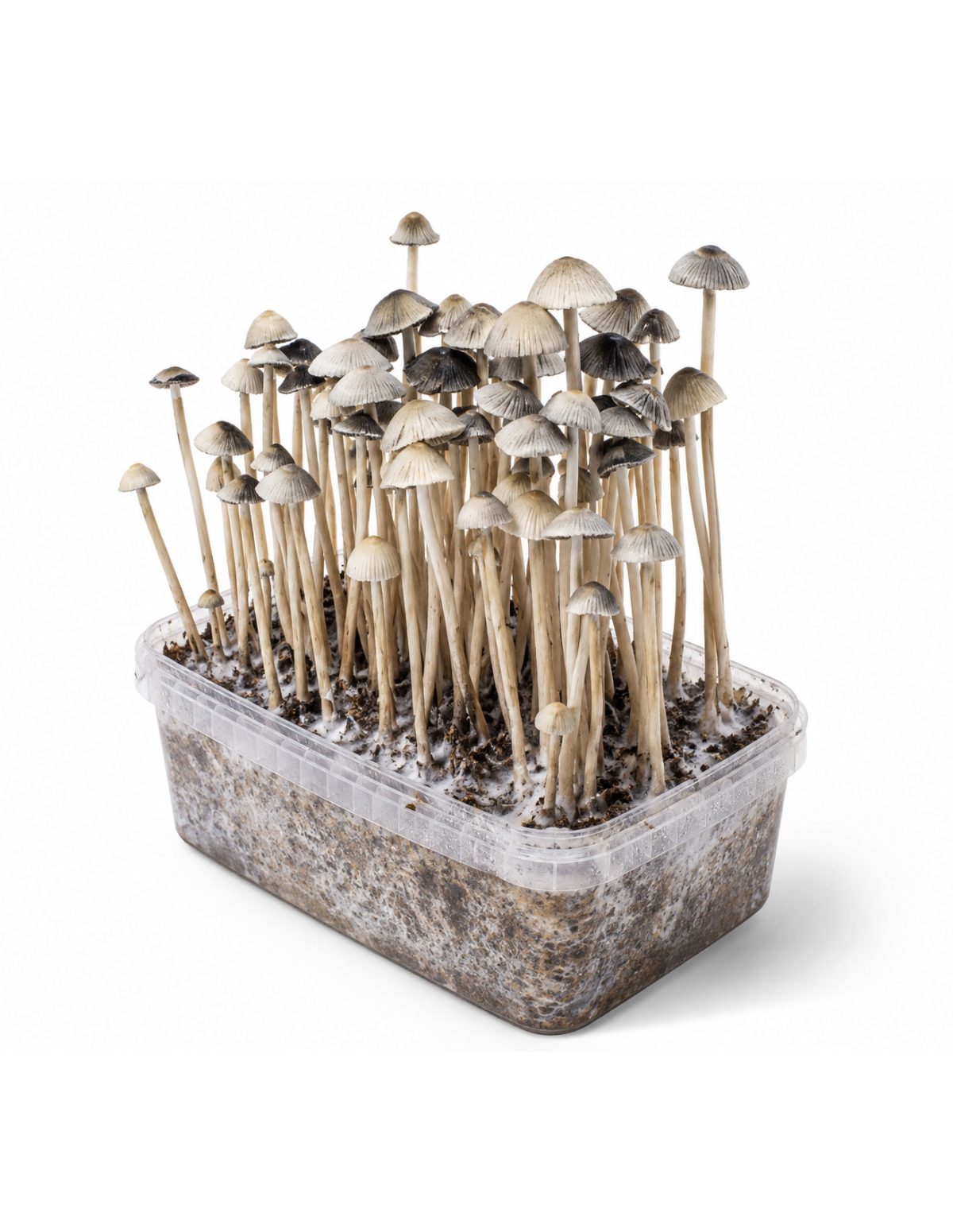 Panaeolus cyanescens Grow Kit Hawaii Copelandia – Mycotek – kit with mushrooms, view from the right