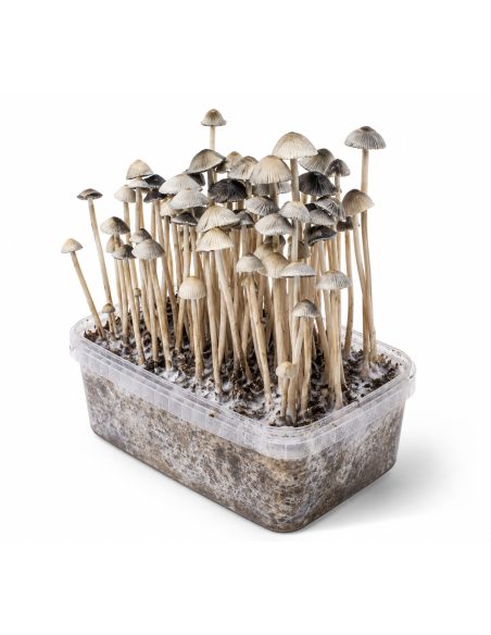 Panaeolus cyanescens Grow Kit Hawaii Copelandia – Mycotek – kit with mushrooms, view from the right
