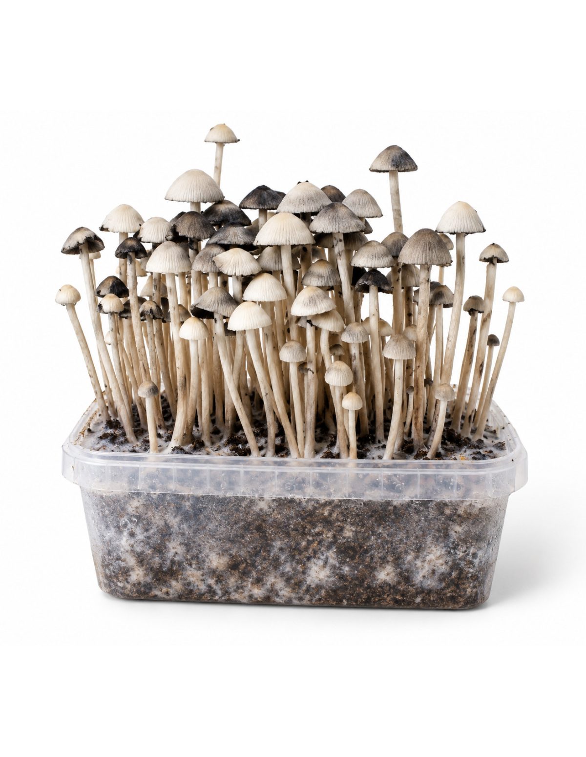 Panaeolus cyanescens Grow Kit Hawaii Copelandia – Mycotek – substrate visible through the clear tub