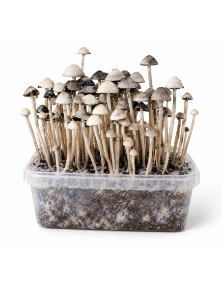 Panaeolus cyanescens Grow Kit Hawaii Copelandia – Mycotek – substrate visible through the clear tub