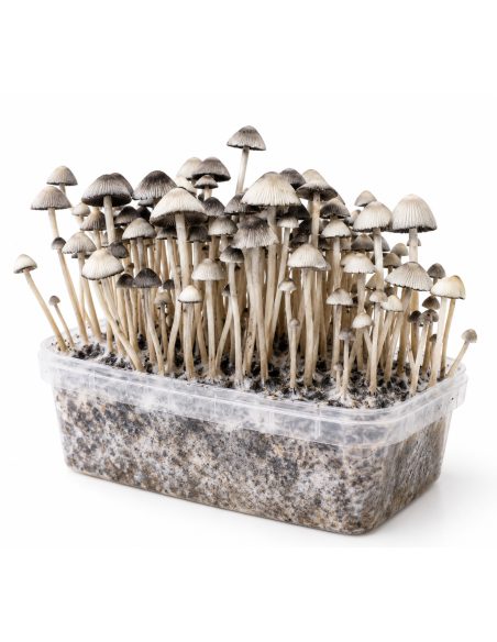 Panaeolus cyanescens Grow Kit Hawaii Copelandia – Mycotek – cluster of slender stems, angled view